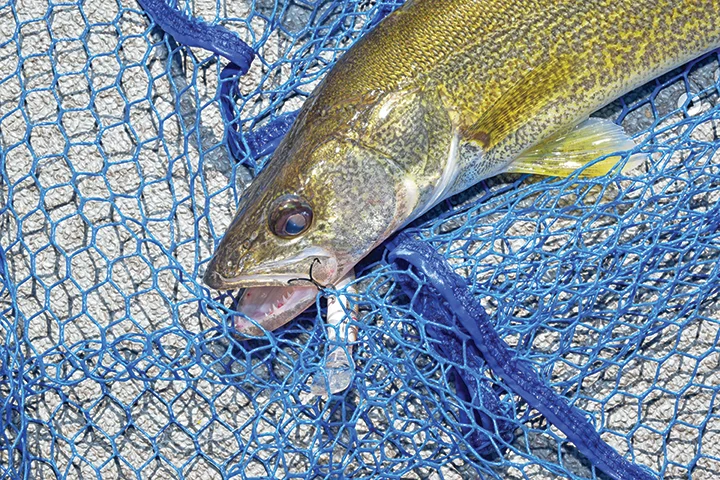 Walleye Alliance supports Minnesota DNR proposal to reduce walleye limit to four